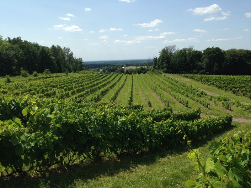 Vignes du Domaine des Côtes d’Ardoise à Dunham